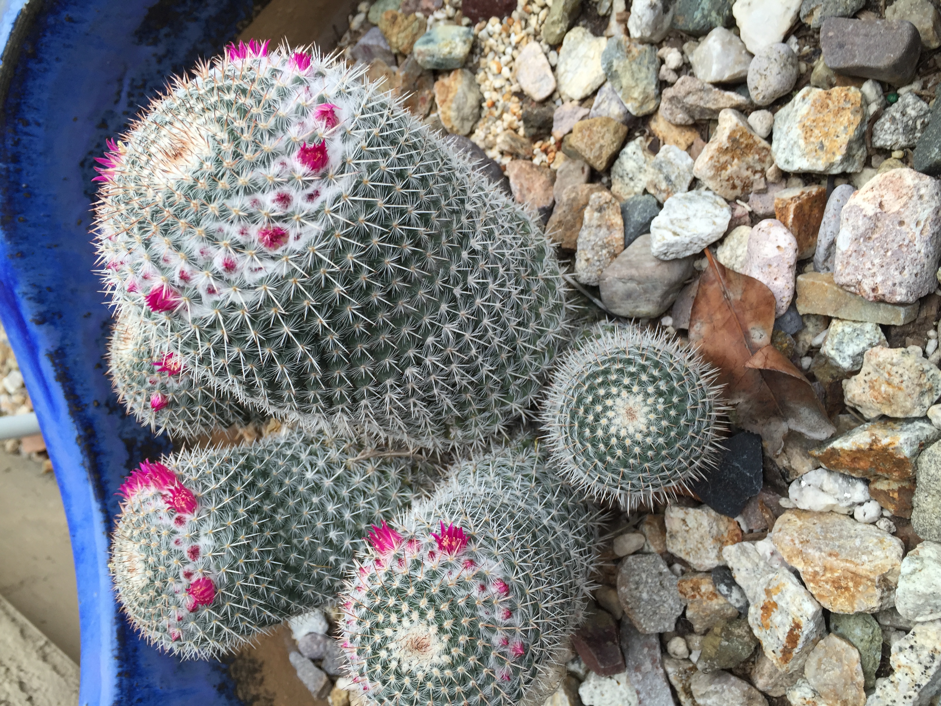 Flowering Cactus